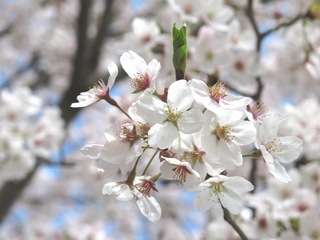 IMG_0067.JPG